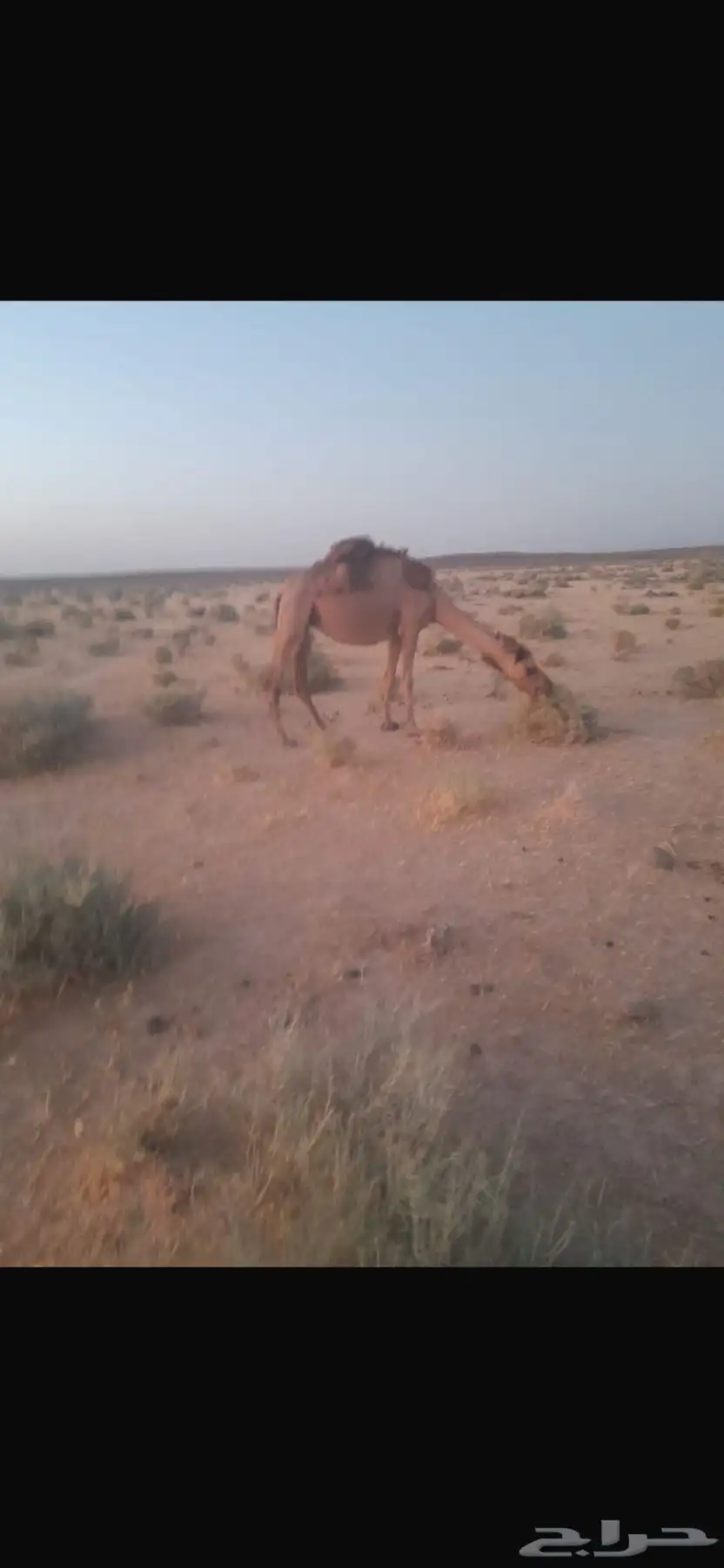 ناقه 0