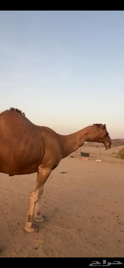 بعير جمل ساحلي(( تم البيع )) 8