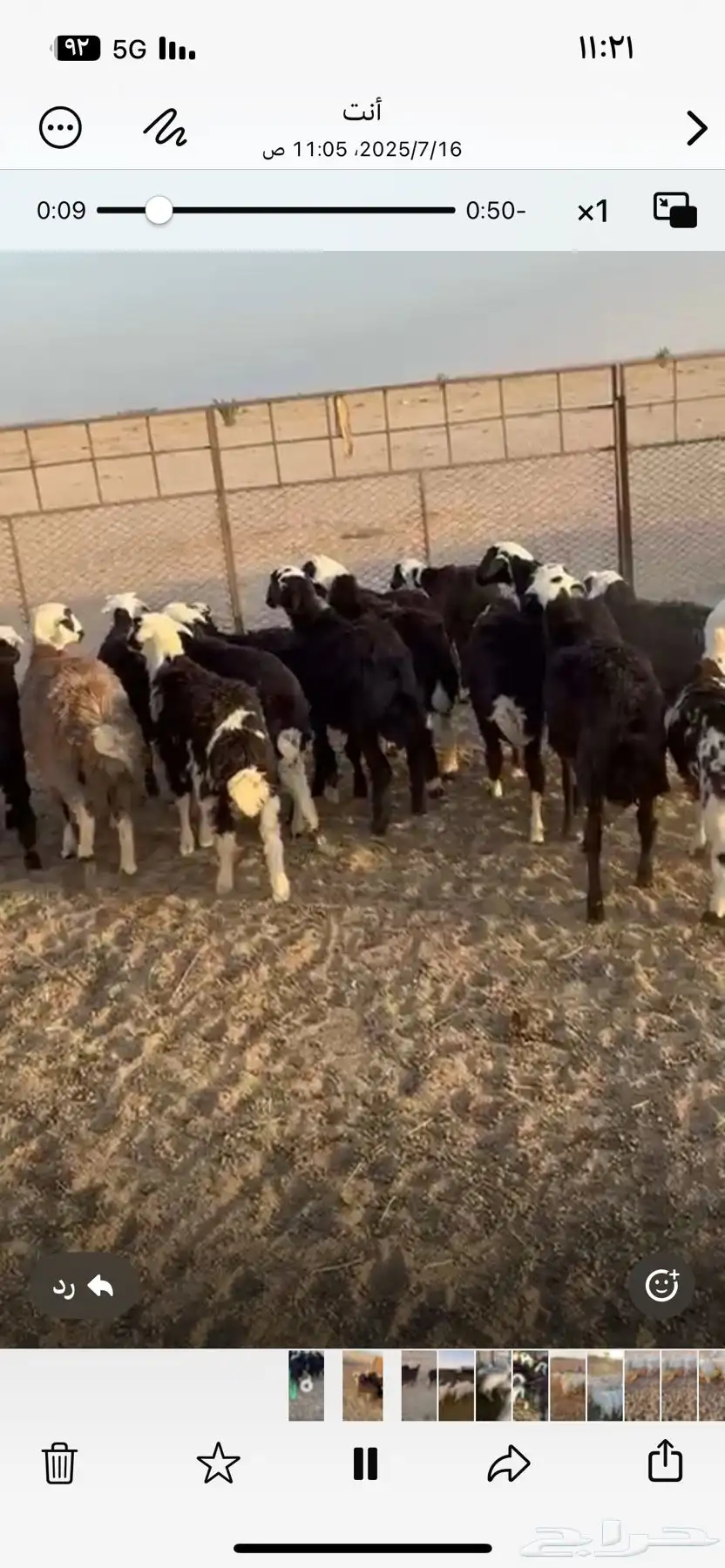 رخال حجريات مهجنه برفيد 0
