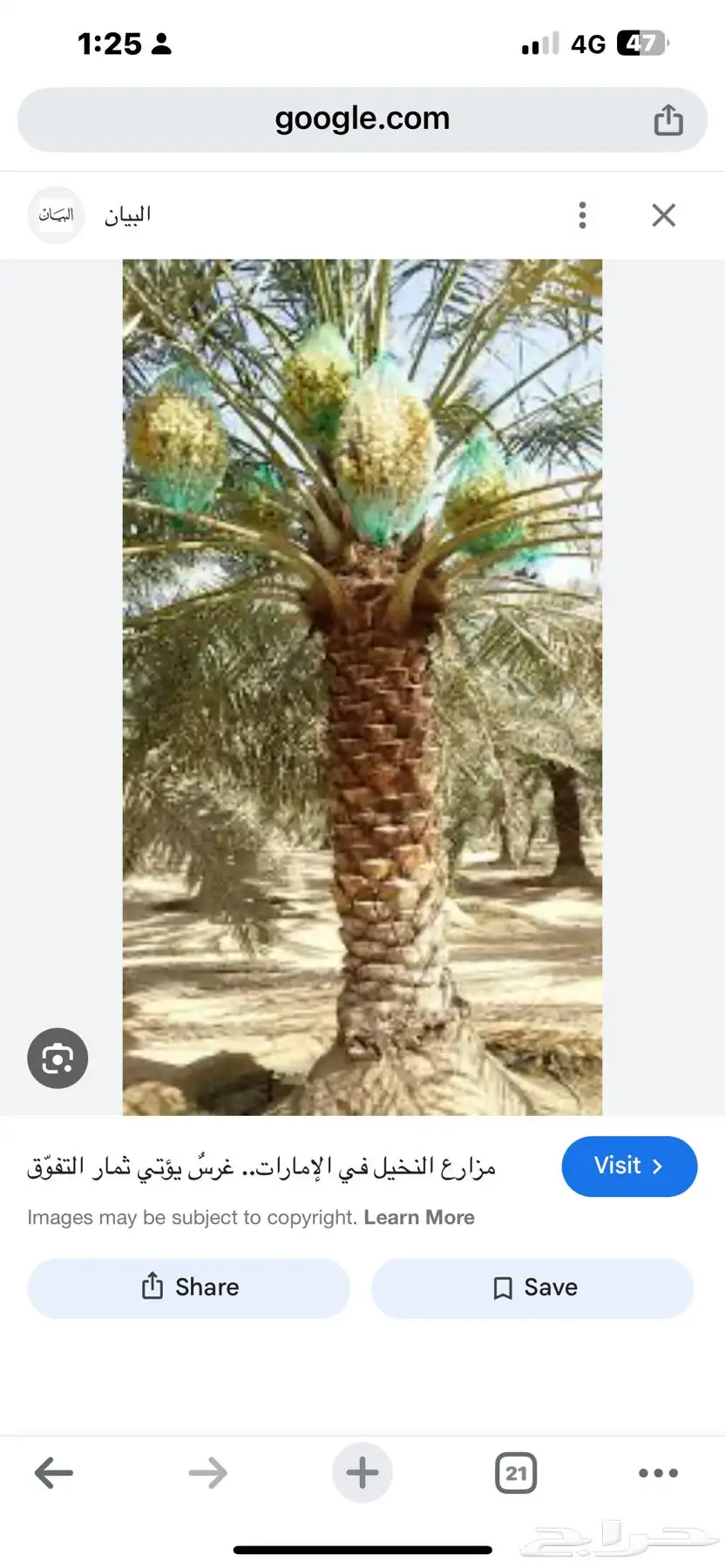 للبيع ثمر 600 نخلة سكري وعدد قليل من النوايع 3