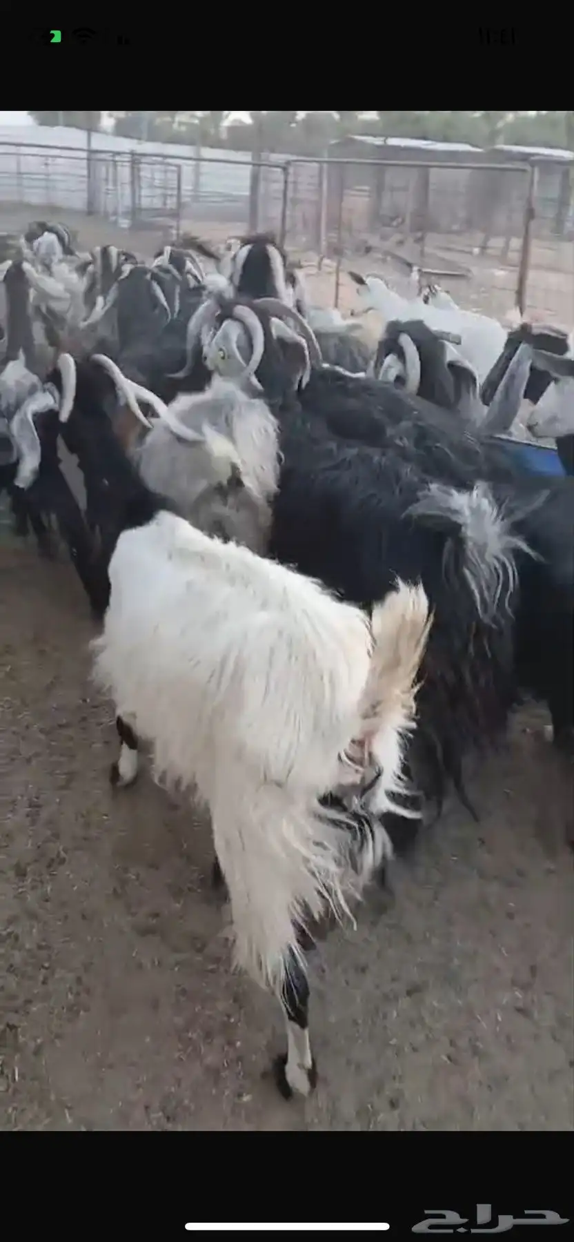 معزا 2