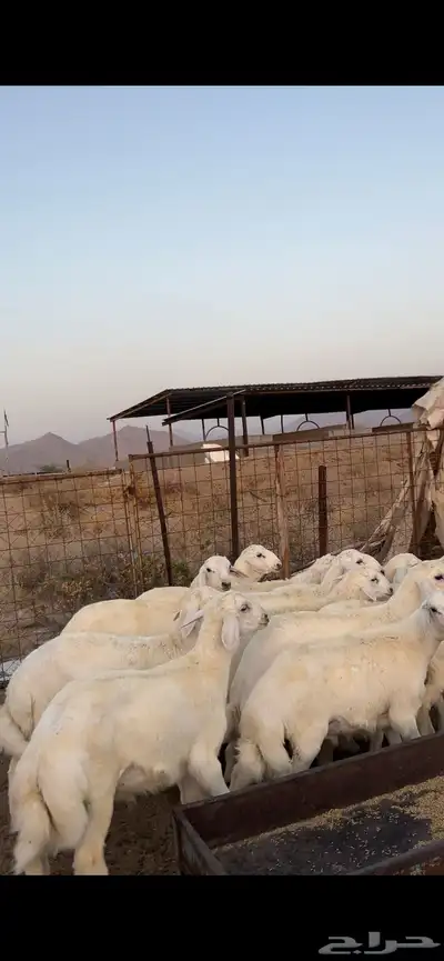 طليان العدد 10 1