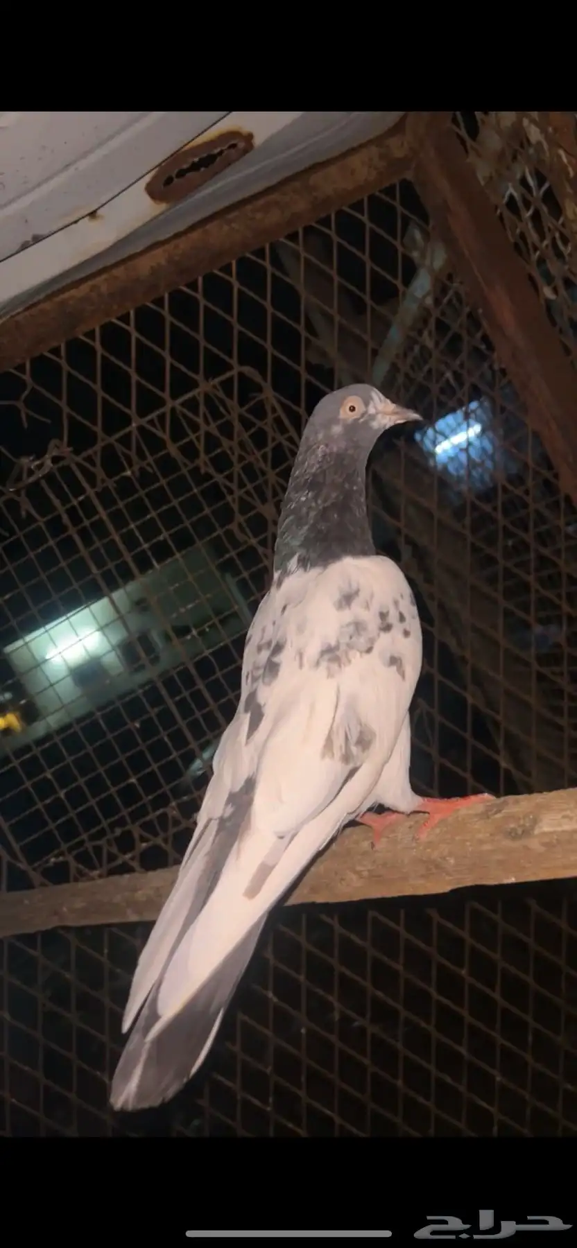 حمام باكستاني تيدي 1