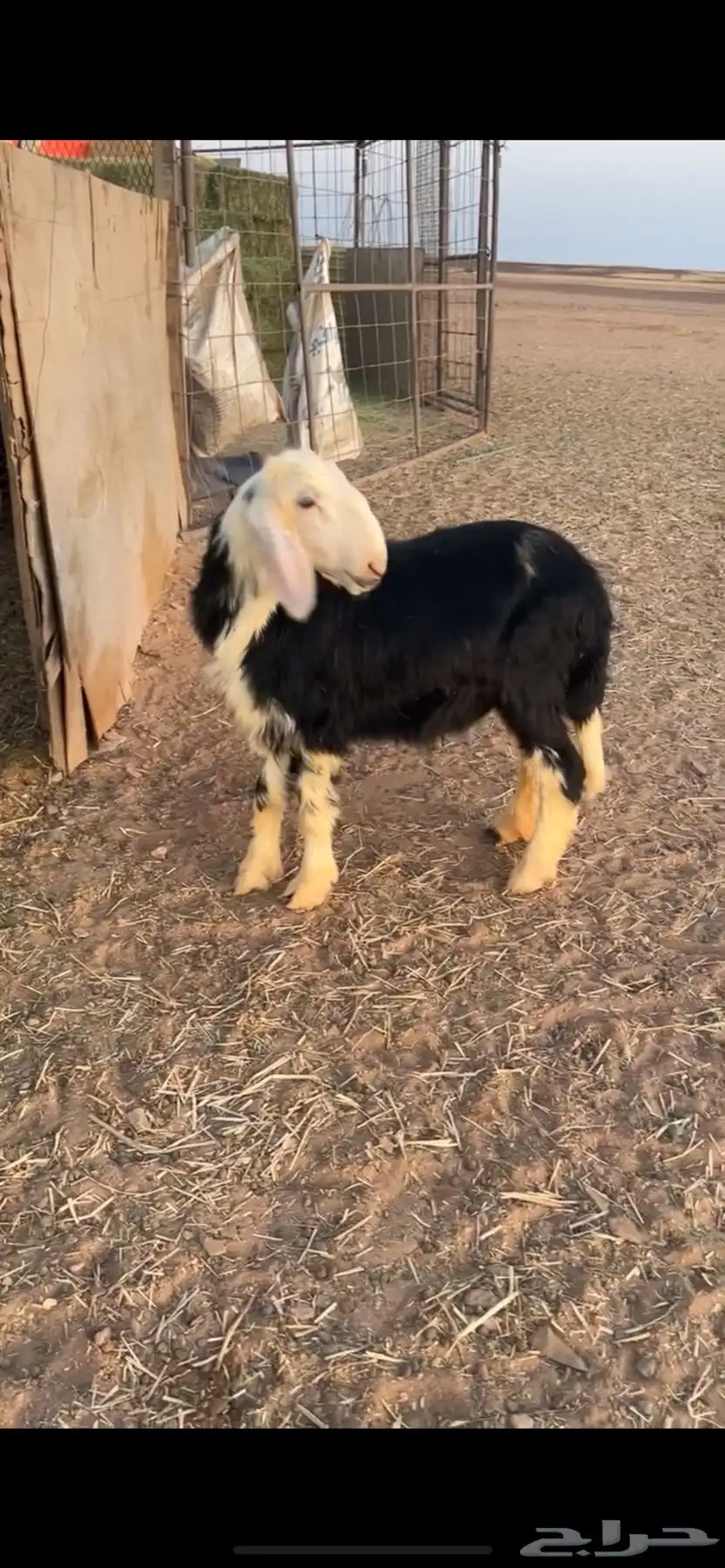 طلي نجدي 1