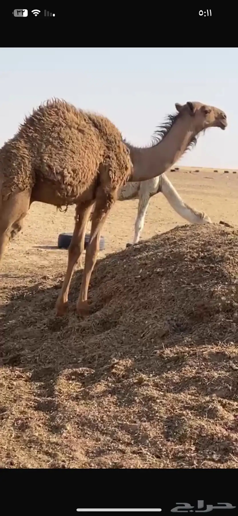 قعود ع رمان طيب 0