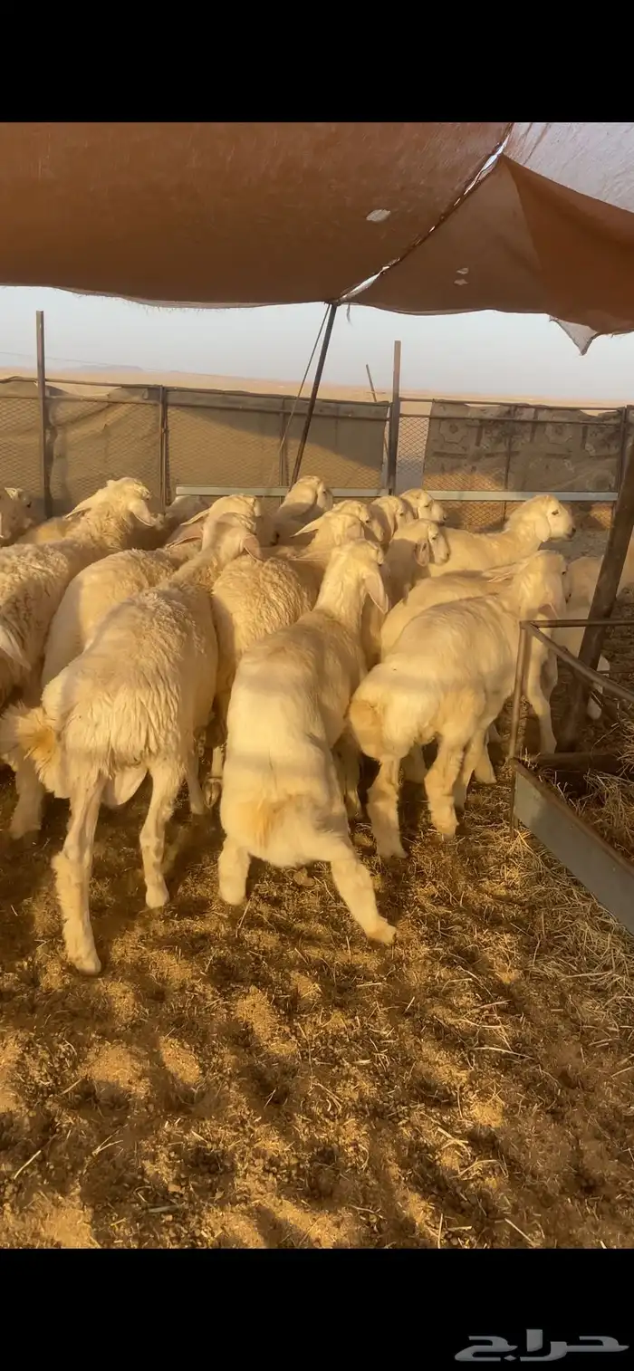 بهم حري شحم العدد30ورخال2 العمر5الى6شهور الموقع شمال عفيف 6