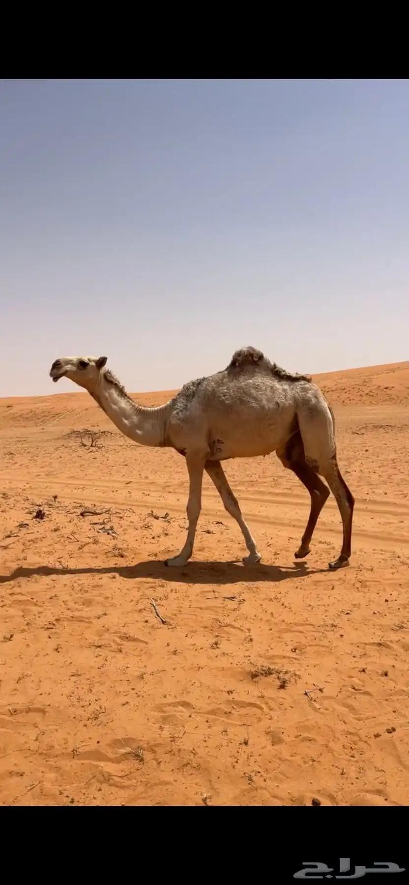 بكره باتليه حقه كفو 1