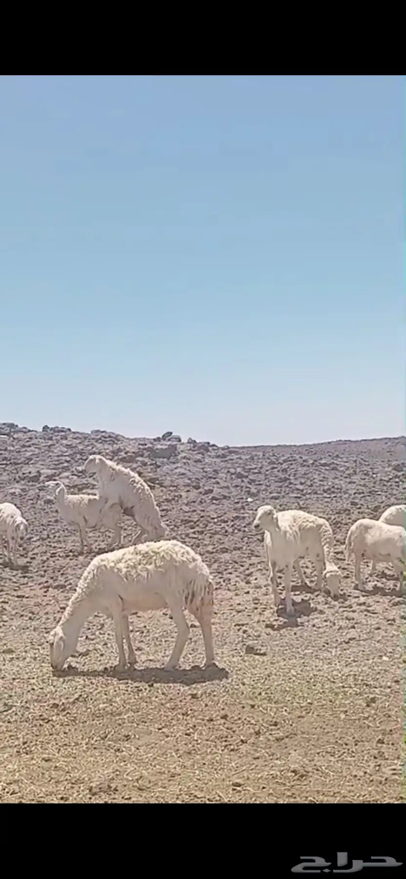 حري حرش 2