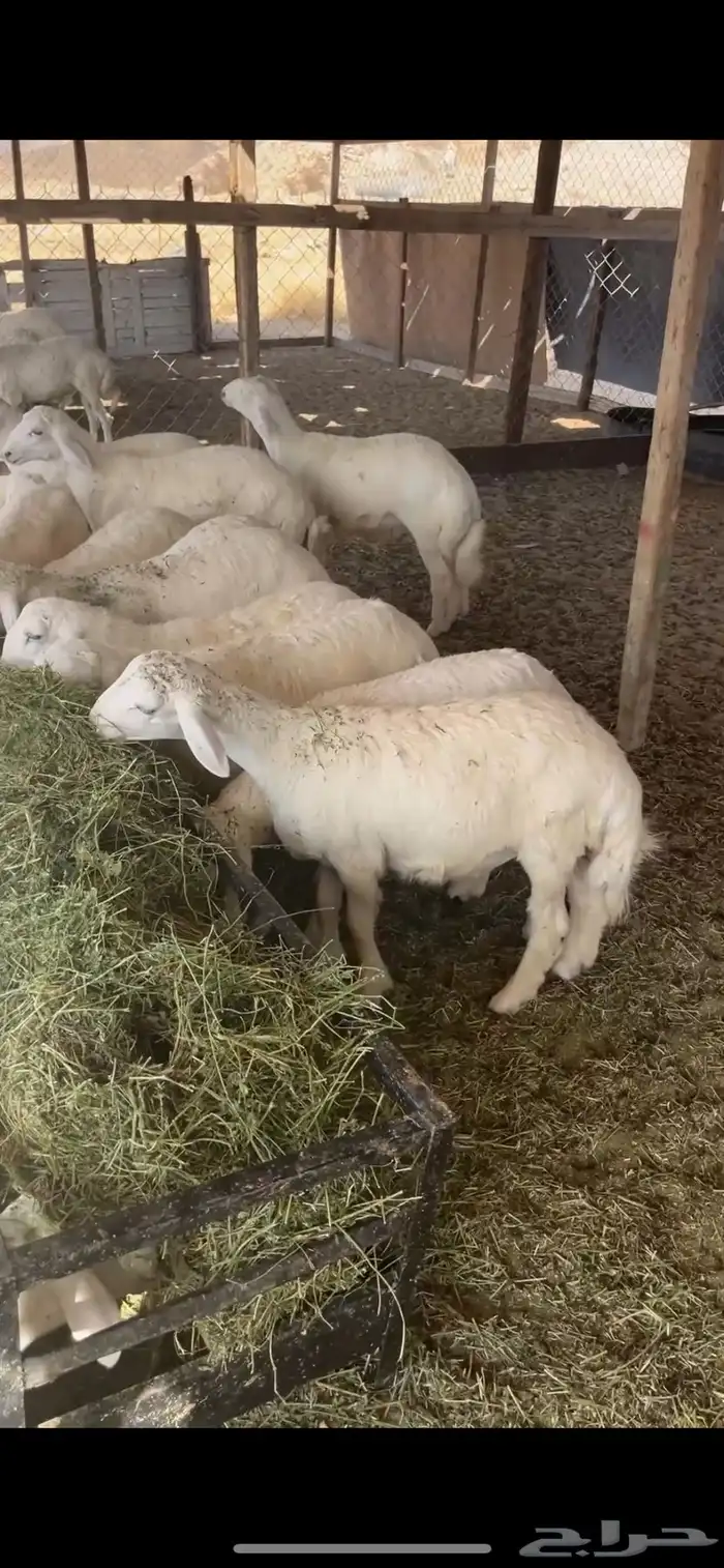 طليان حري مع الذبح والتوصيل داخل مكه 1