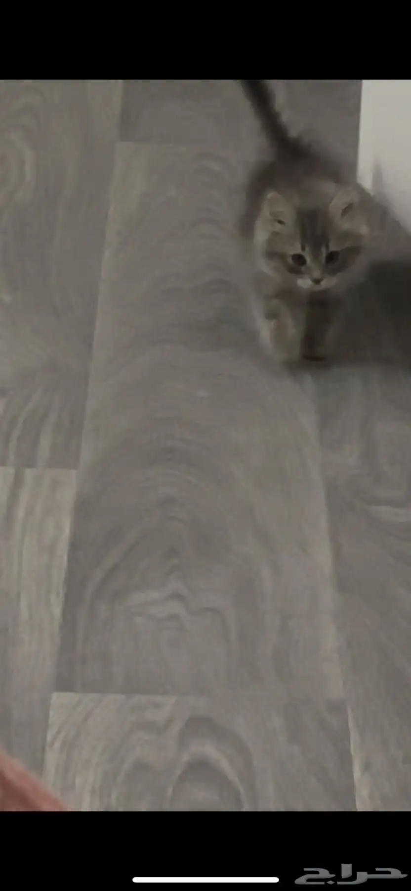 قطط 2