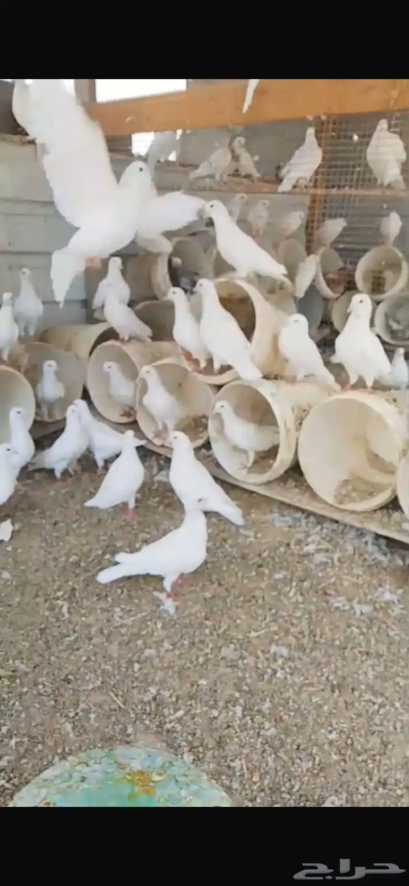 حمام فرنسي منتج 1