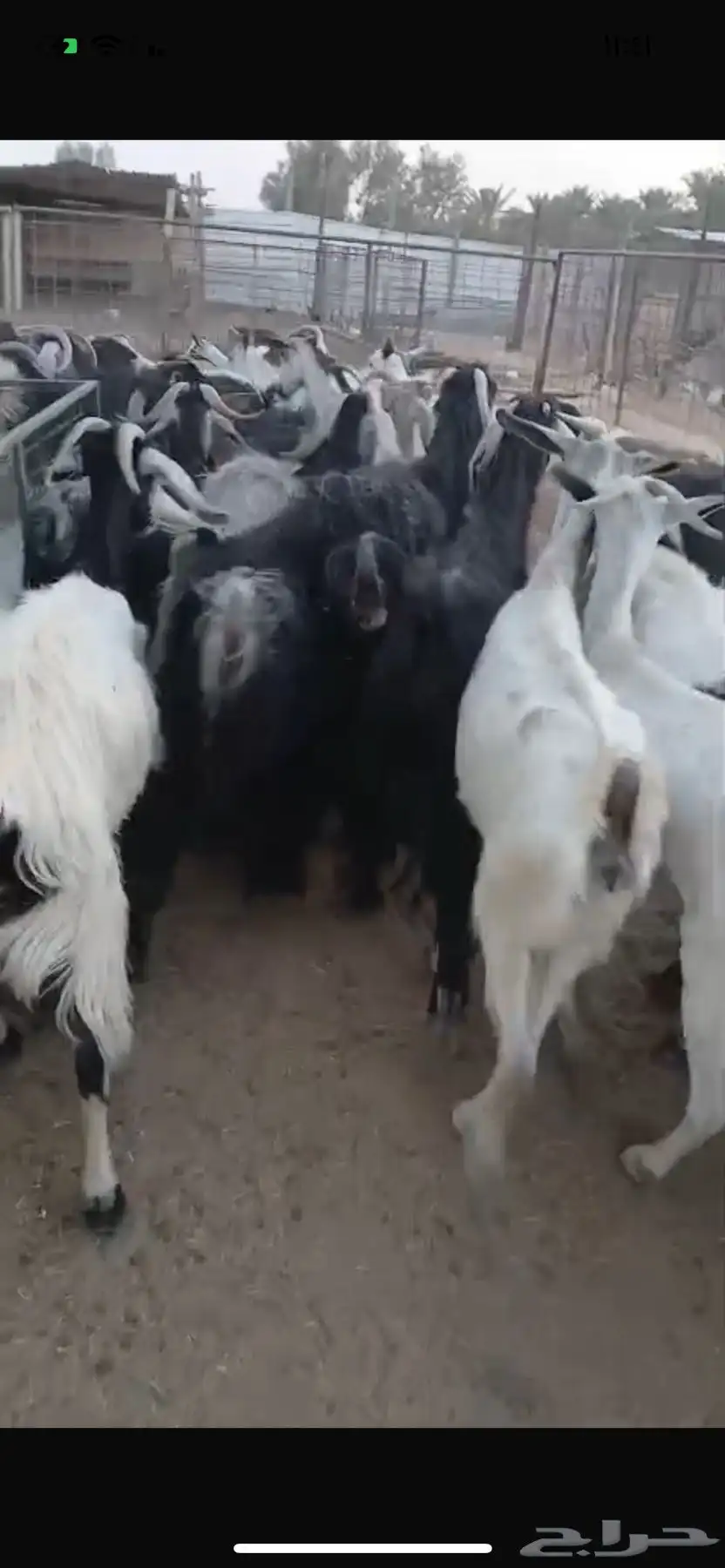 معزا 1