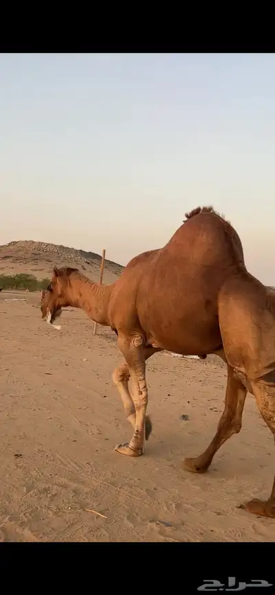 بعير جمل ساحلي(( تم البيع )) 3