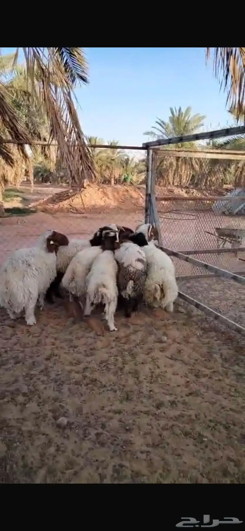 طليان السن جذع طيبات 0