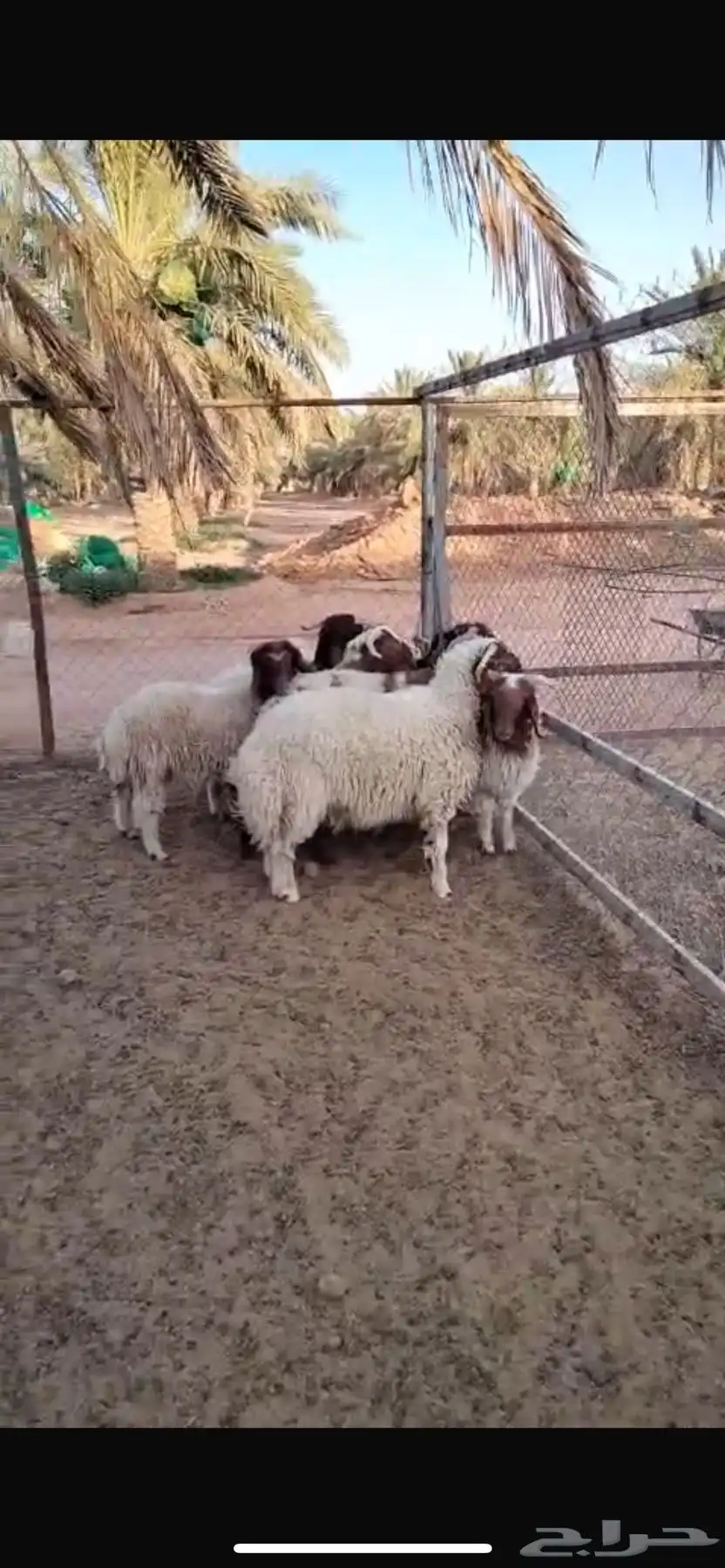 طليان السن جذع طيبات 3