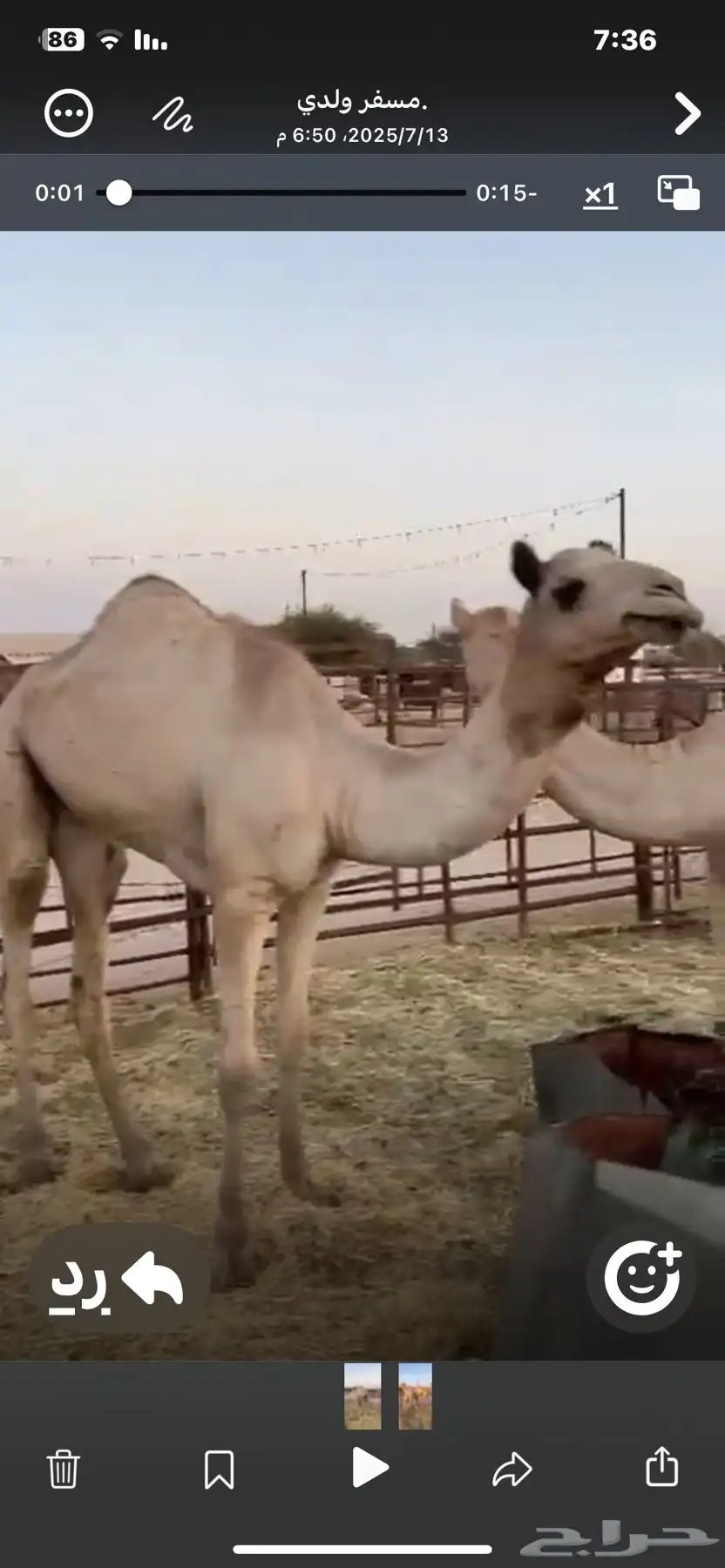 قعودين للبيع الموقع خميس مشيط 2