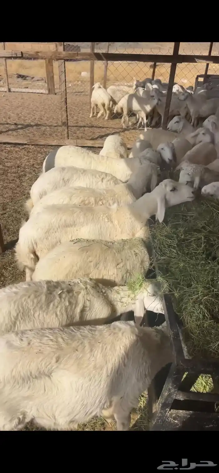 طليان حري مع الذبح والتوصيل داخل مكه 0