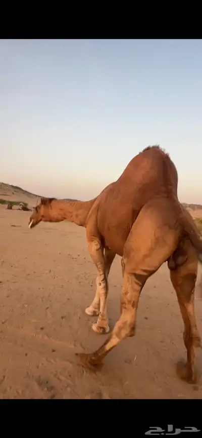 بعير جمل ساحلي(( تم البيع )) 7