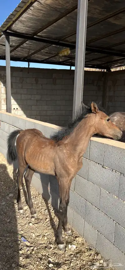 مهره شعبيه العمر 4 شهور 0