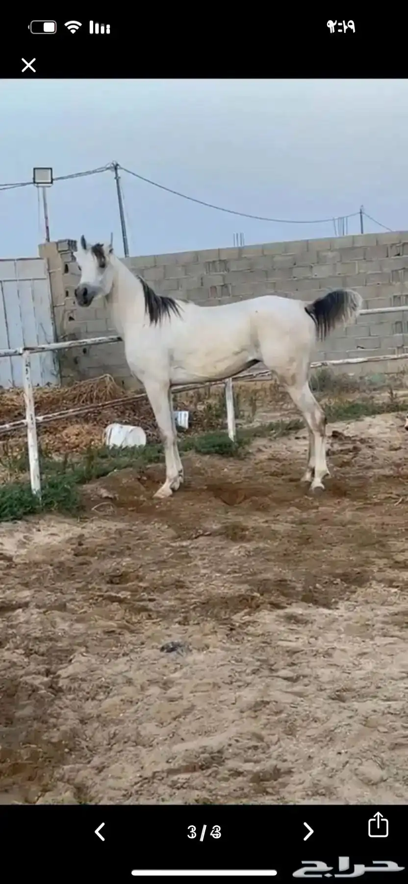 حصان مسروق 0