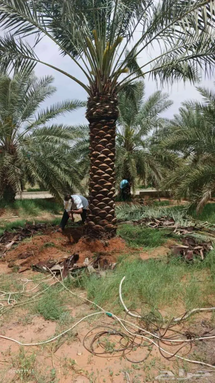 نخل عربي وشنطن جميع المقاست 0