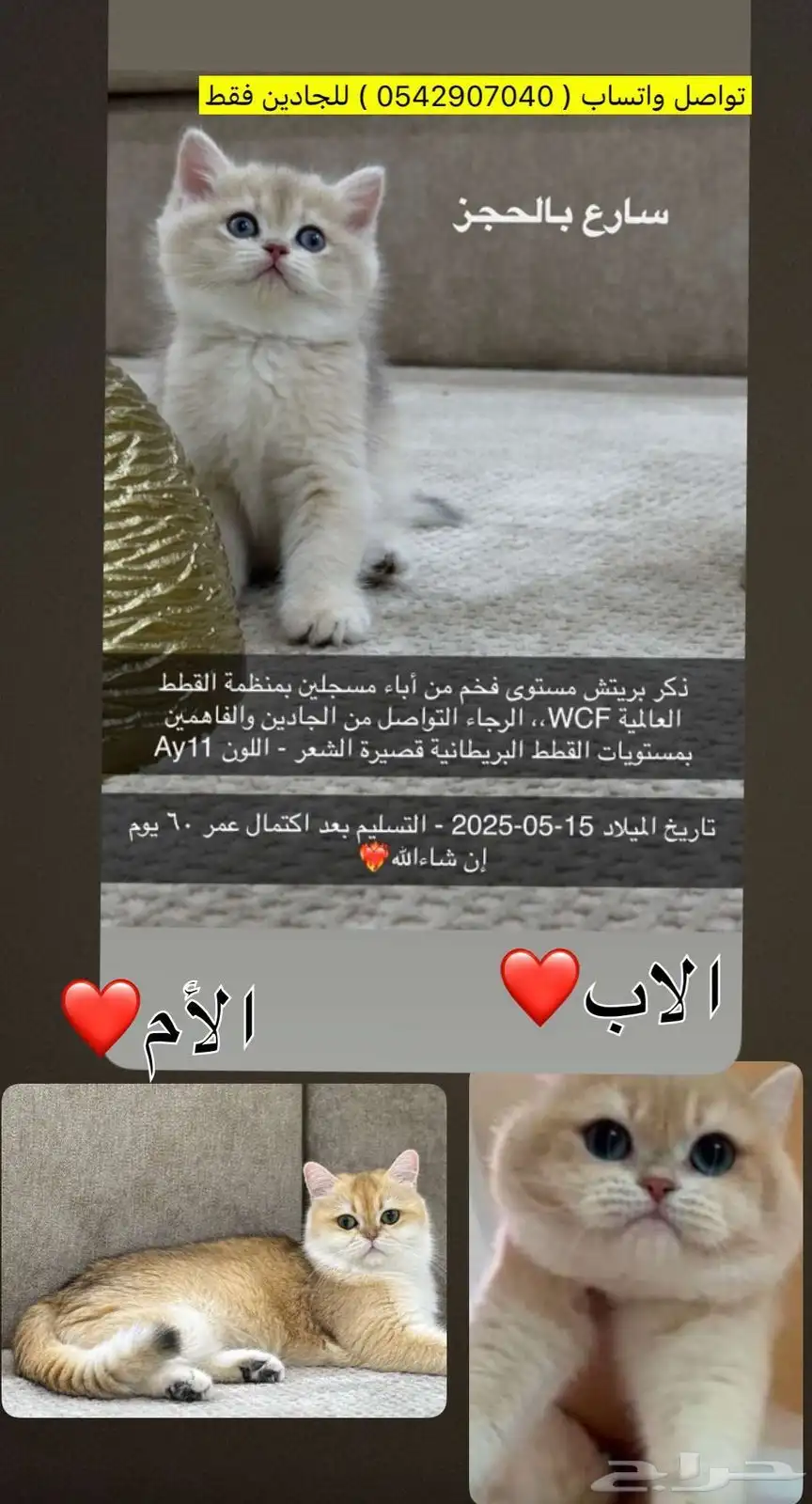 كيتن بريتش بيور - مستوى بطل ( Blue eyes ) 0