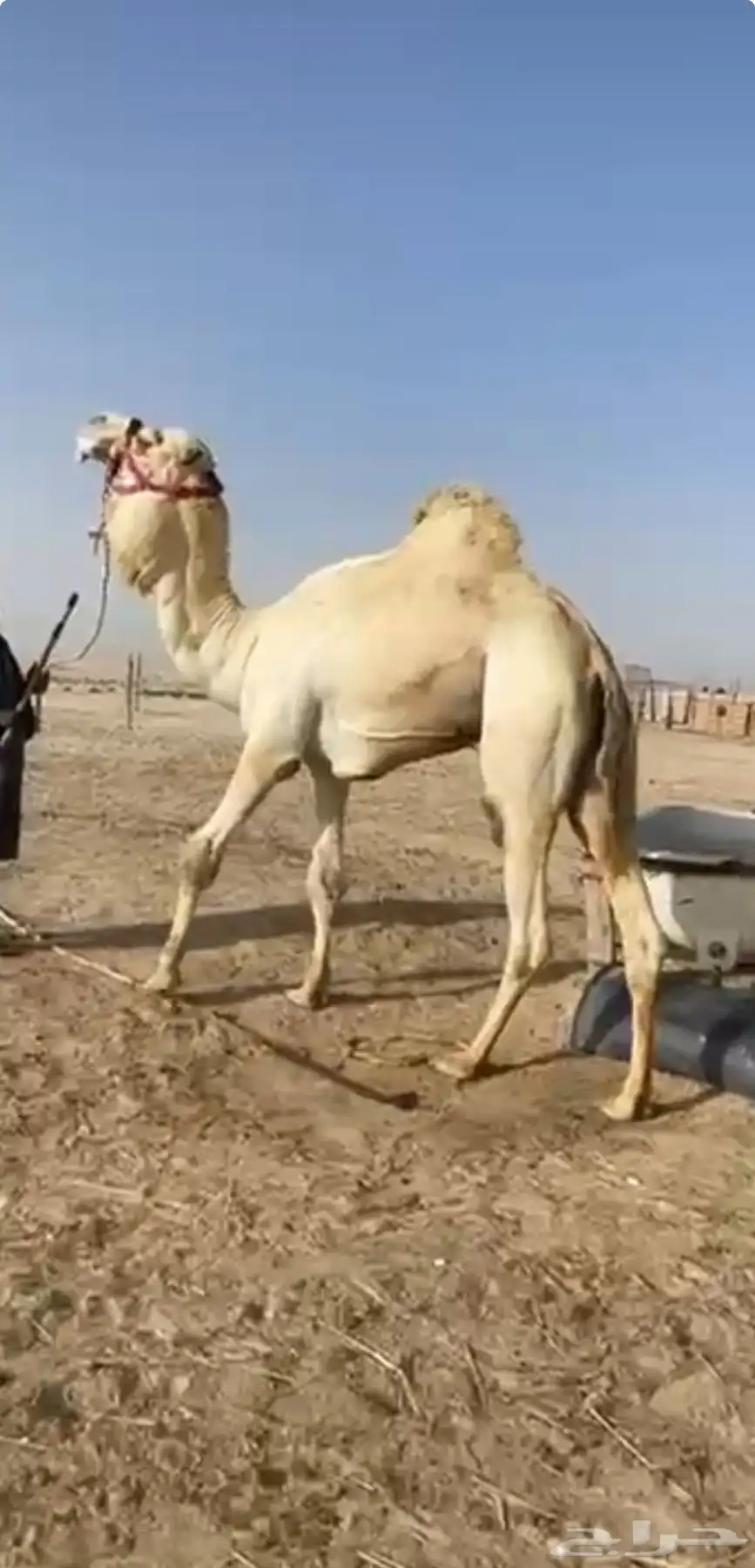 بعير فحل منتج ( هجن ) 0