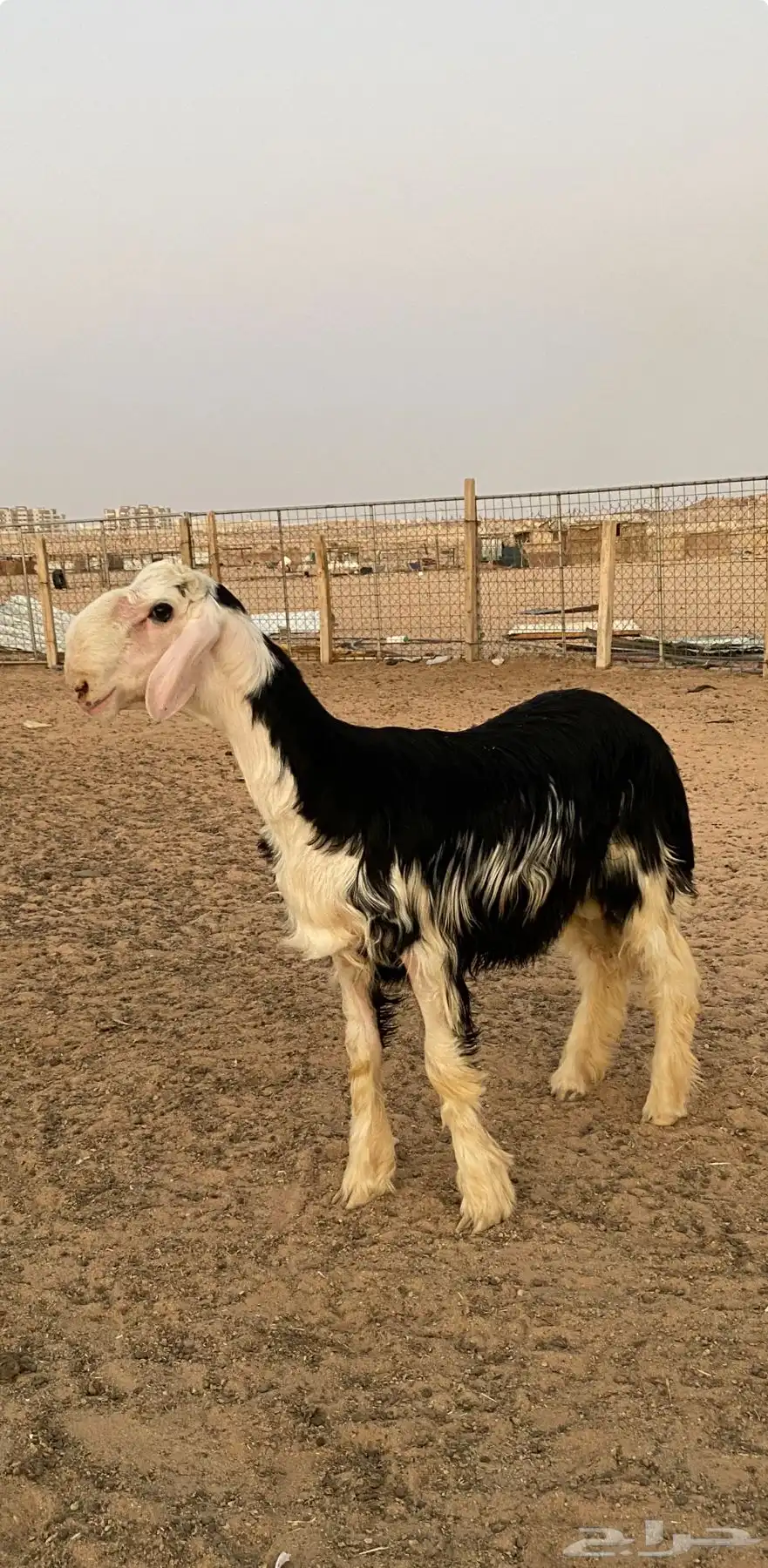 نجدي خروف 0