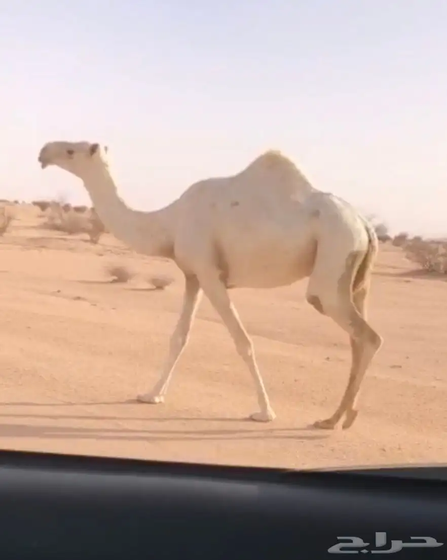 بكره لقيه لقحه كفوو وضحا 0