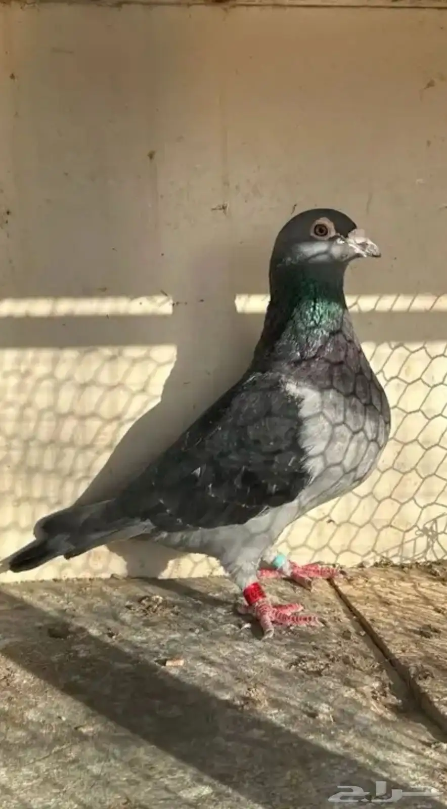 زاجل سباق 4