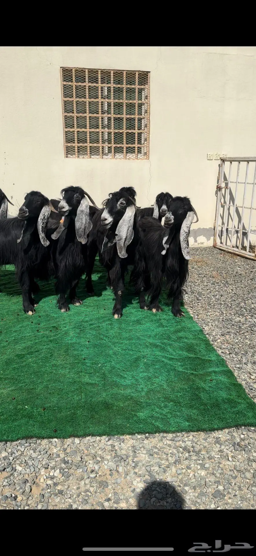 معزاء عوارض صنف خوات بعض بالفحل 9
