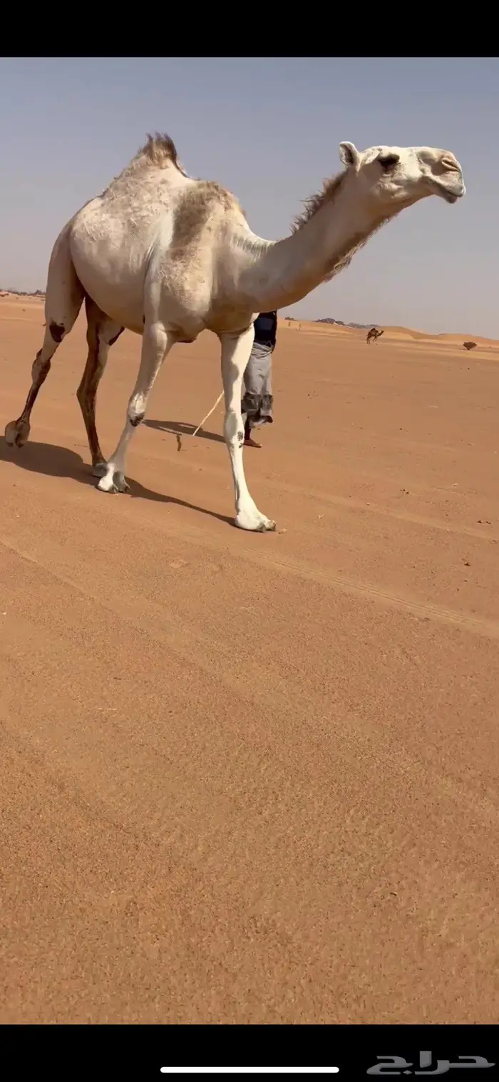 لقحه بكر جذعه 0