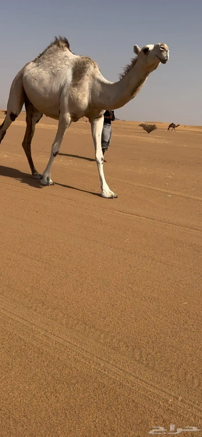 لقحه بكر جذعه 1