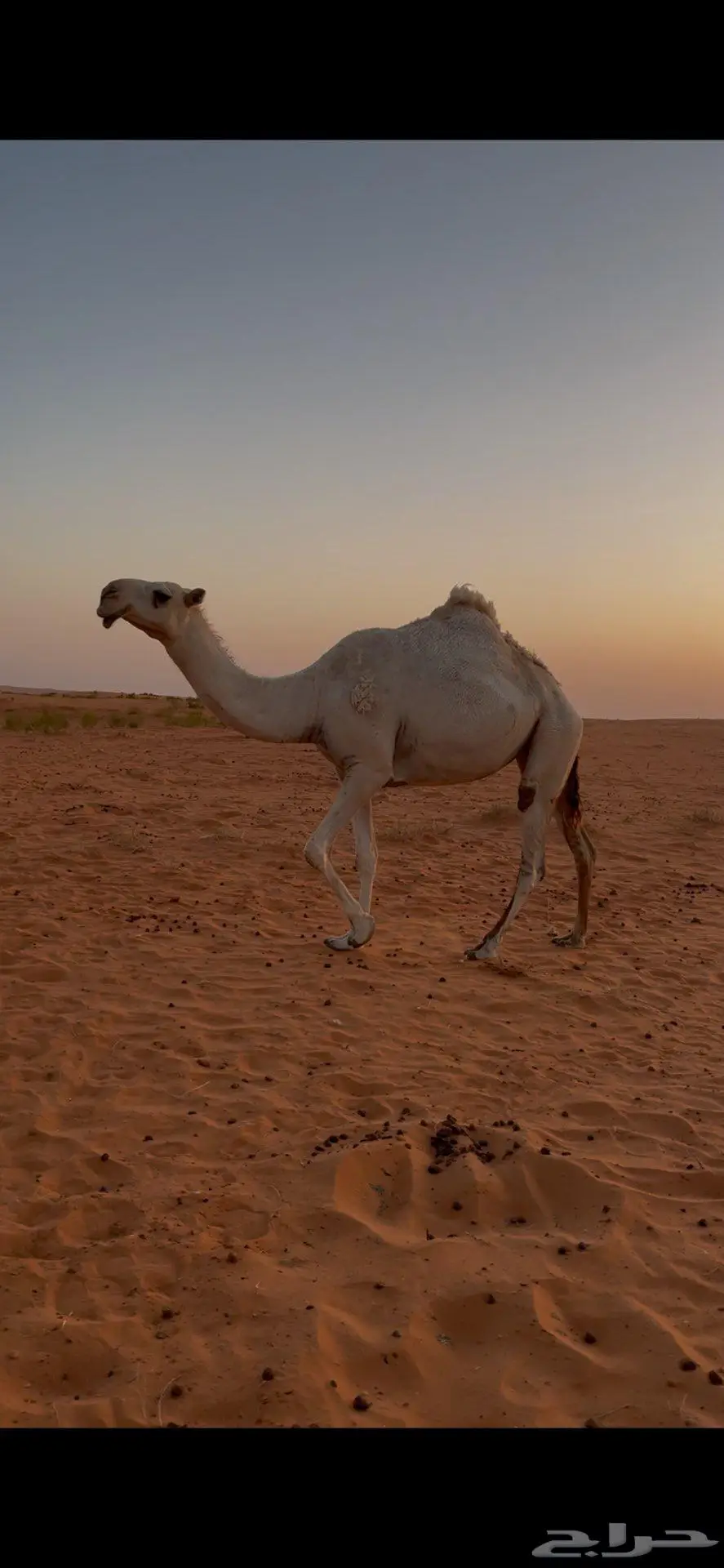 للبيع شقحاء طيبه 0