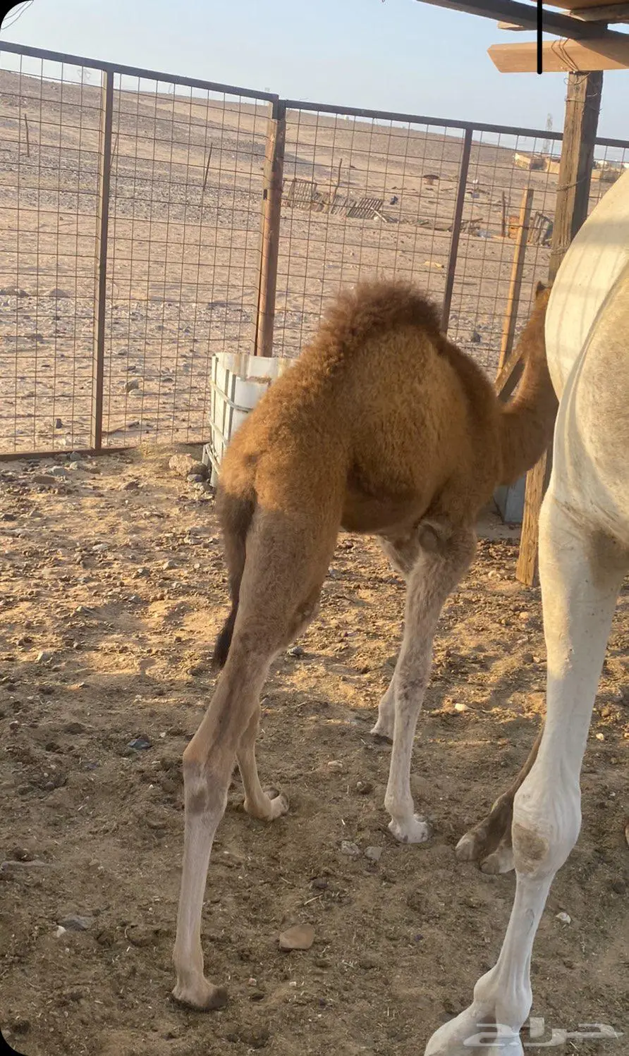 بكره اول والده طيبه 0