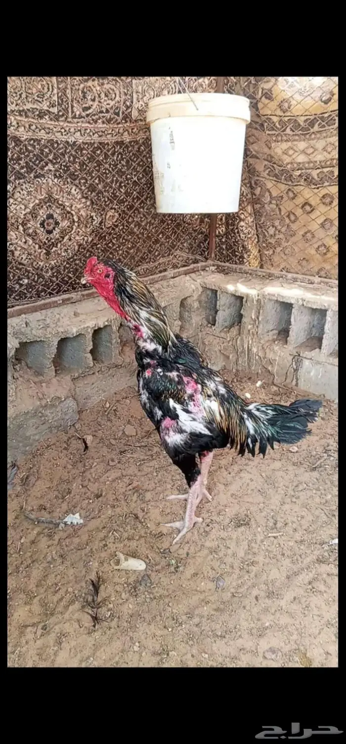 ديك الماني عل بلجيكي صحه شرط الطول تقريبا اربع بركات طبرجل 0