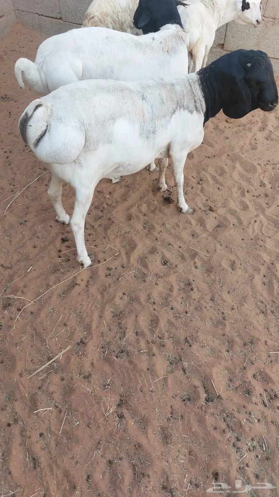 بربري جذع 1