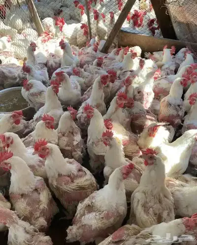 دجاج امهات 0