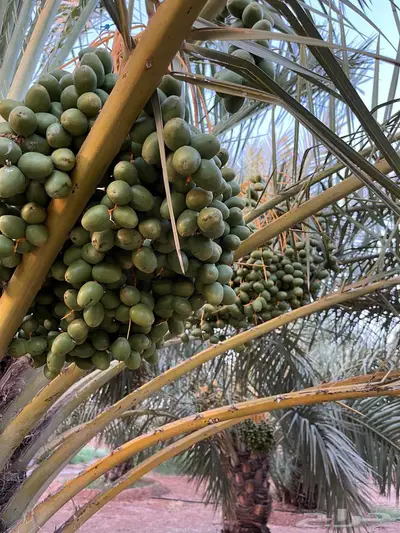 للبيع محصول تمر سكري واخلاص 1