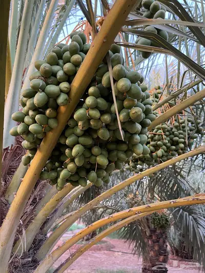 للبيع محصول تمر سكري واخلاص 2