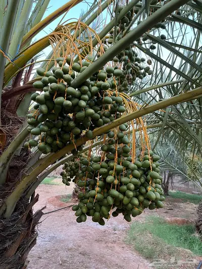 للبيع محصول تمر سكري واخلاص 3