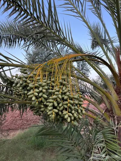 للبيع محصول تمر سكري واخلاص 5
