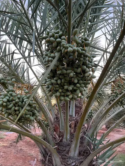للبيع محصول تمر سكري واخلاص 4