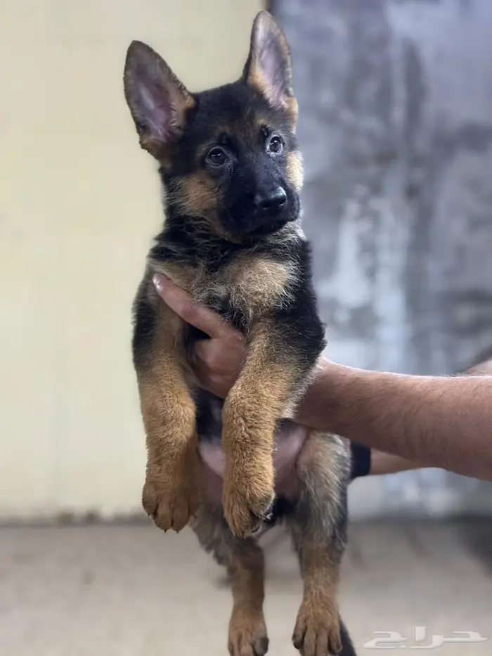 تم البيع جراوي جيرمن شيبرد شولاين مستوى عالي جدا جدا 1