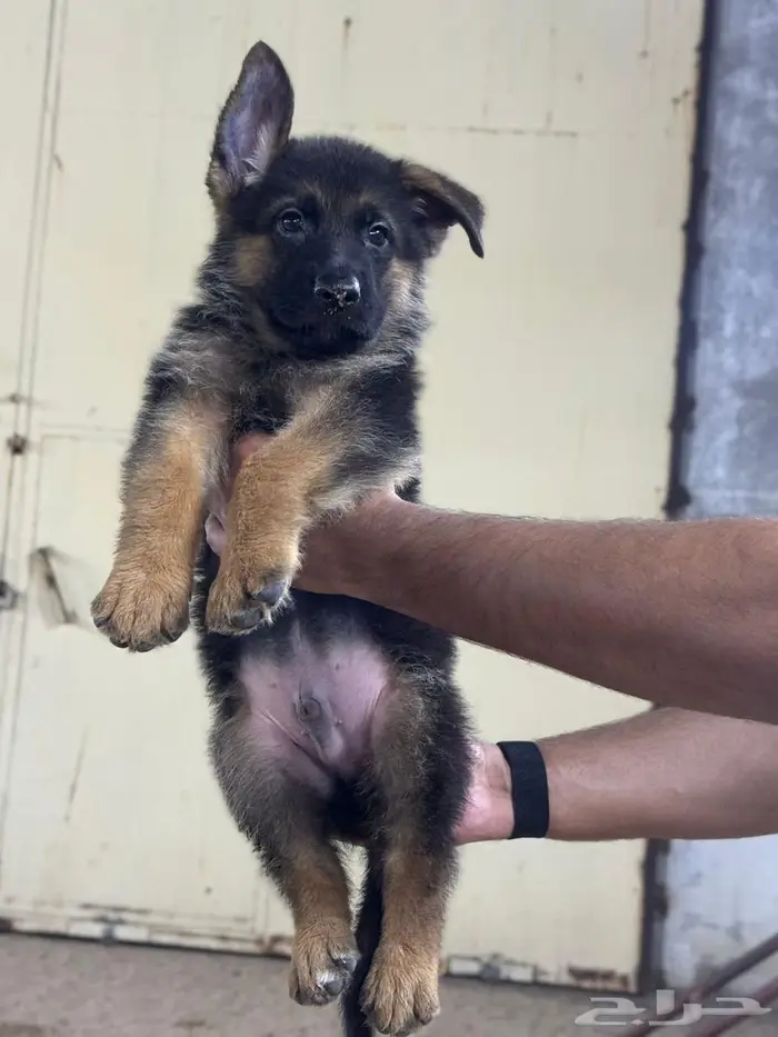 تم البيع جراوي جيرمن شيبرد شولاين مستوى عالي جدا جدا 0