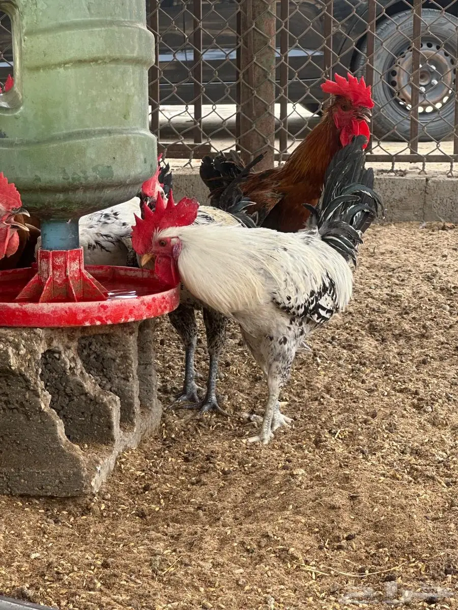 ديوك للبيع تقريبا 41 ديك 4