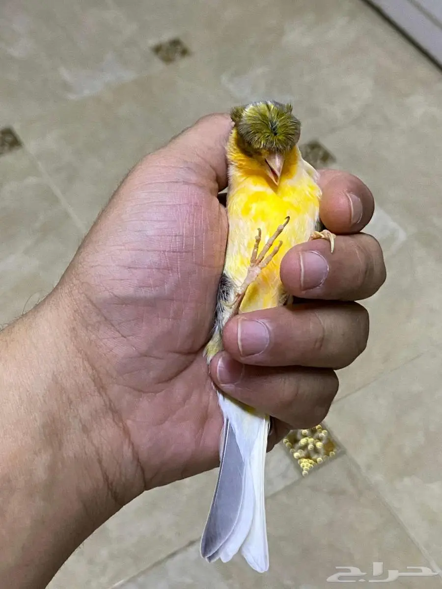 زوج كناري منتج مع فروخه ذكر كناري مغرد 4