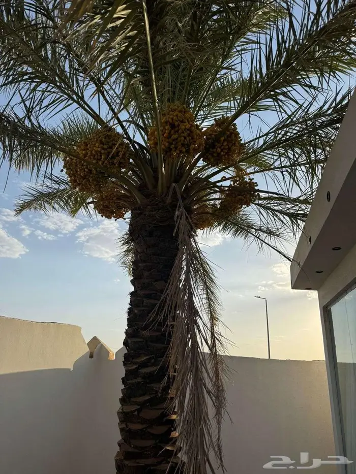ثمرة نخيل للبيع 3