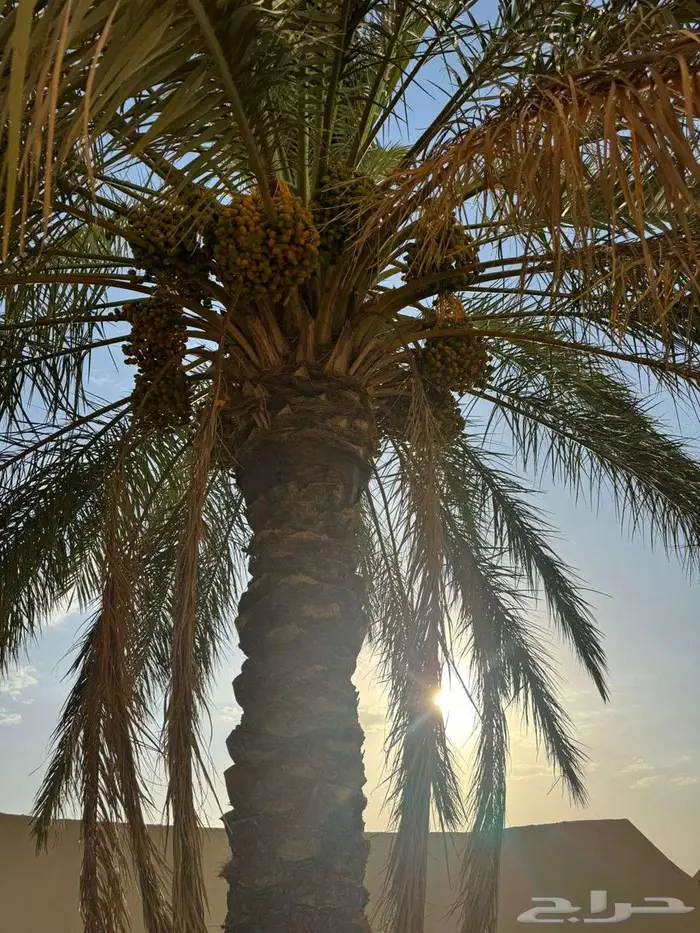 ثمرة نخيل للبيع 0