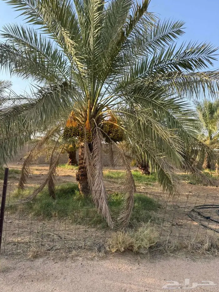 ثمرة نخيل للبيع 1